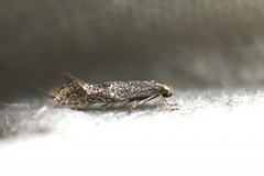 Elachista canapennella