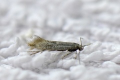 Elachista canapennella