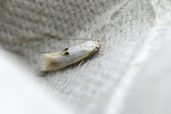 Elachista maculicerusella