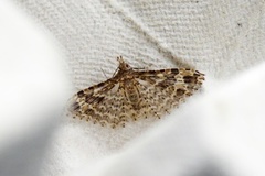 Many-plumed Moth (Alucita hexadactyla)