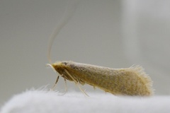 Large Long-horn (Nematopogon swammerdamella)