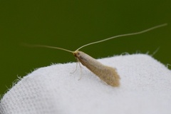 Large Long-horn (Nematopogon swammerdamella)