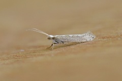 Diamond-back Moth (Plutella xylostella)