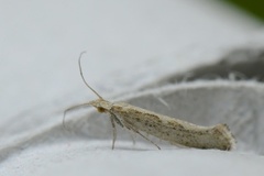 Diamond-back Moth (Plutella xylostella)