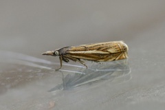 Hook-streaked Grass-Veneer (Crambus lathoniellus)