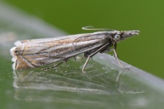 Smalstreknebbmott (Crambus lathoniellus)