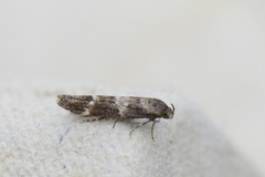 Mompha sturnipennella