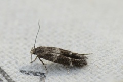 Kentish Cosmet (Mompha sturnipennella)