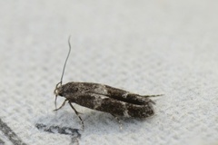 Mompha sturnipennella