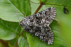 Brunt nellikfly (Hadena perplexa)