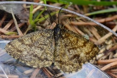 Common Heath (Ematurga atomaria)