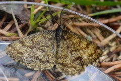 Lyngmåler (Ematurga atomaria)