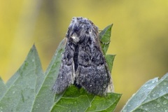 Nut-tree Tussock (Colocasia coryli)
