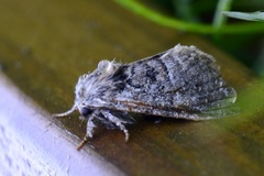 Nut-tree Tussock (Colocasia coryli)