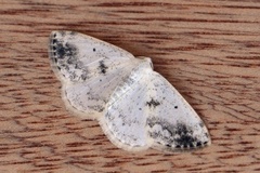 Clouded Silver (Lomographa temerata)