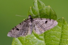 Taigadvergmåler (Eupithecia conterminata)