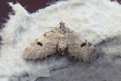 Taigadvergmåler (Eupithecia conterminata)