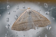 Brown Silver-line (Petrophora chlorosata)