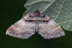 Brun rosemåler (Anticlea badiata)