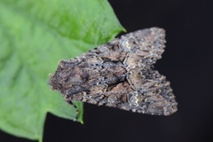 Brunt lærfly (Mniotype adusta)