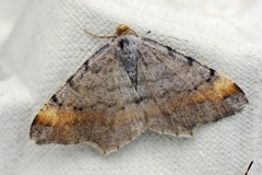 Tawny-barred Angle (Macaria liturata)