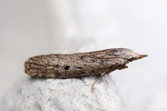 Bee Moth (Aphomia sociella)