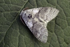 Pale Tussock (Calliteara pudibunda)