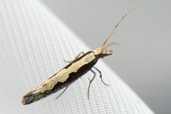 Diamond-back Moth (Plutella xylostella)