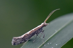 Vandrekålmøll (Plutella xylostella)