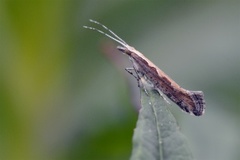 Diamond-back Moth (Plutella xylostella)