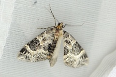 Small Phoenix (Ecliptopera silaceata)