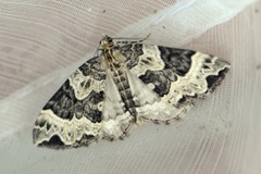 Small Phoenix (Ecliptopera silaceata)