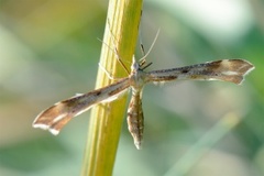 Ryllikfjærmøll (Gillmeria pallidactyla)