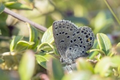 Myrblåvinge (Plebejus optilete)