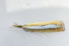 Pearl-band Grass Veneer (Catoptria margaritella)