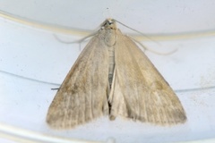 Pale Straw Pearl (Udea lutealis)
