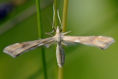 Ryllikfjærmøll (Gillmeria pallidactyla)