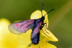 Fjellbloddråpesvermer (Zygaena exulans)