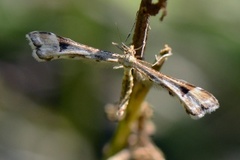 Triangle Plume (Platyptilia gonodactyla)