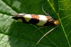 Lampronia rupella