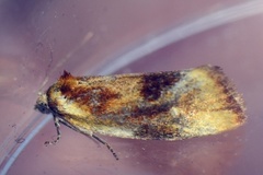 Brassy Tortrix (Eulia ministrana)