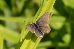 Mountain Argus (Aricia artaxerxes)