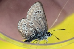 Sankthansblåvinge (Aricia artaxerxes)