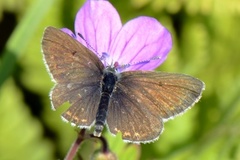 Mountain Argus (Aricia artaxerxes)