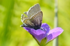 Mountain Argus (Aricia artaxerxes)