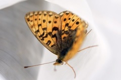 Pearl-bordered Fritillary (Boloria euphrosyne)