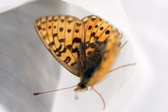 Rødflekket perlemorvinge (Boloria euphrosyne)