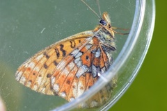 Pearl-bordered Fritillary (Boloria euphrosyne)