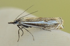 Hook-streaked Grass-Veneer (Crambus lathoniellus)