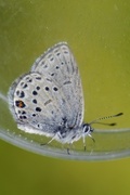 Cranberry Blue (Plebejus optilete)